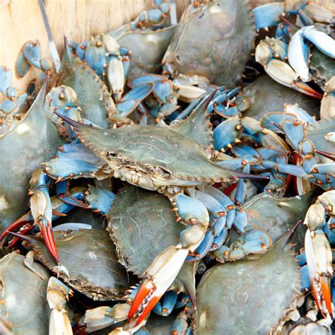Everything You Need To Know To Go Crabbing At The New Jersey Shore