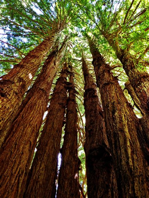 Adventure To The Redwoods Of Northern California Drive The Nation