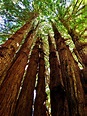 Adventure To The Redwoods of Northern California | Drive The Nation