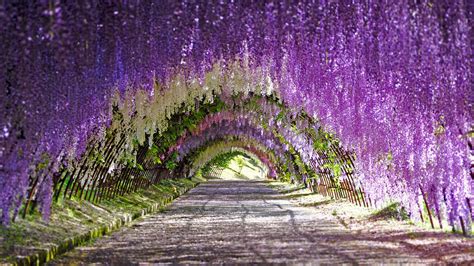 Tunnel Of Blooms Bing Wallpaper