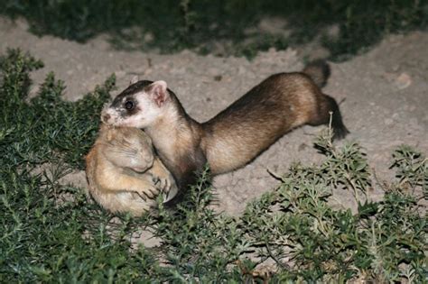 An Adult Female Black Footed Ferret Mustela Nigripes Carrying Her