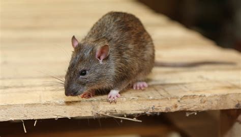 The Living Habits Of The Brown Rat In Amsterdam Anti Pest Control