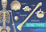 Overview of Skeleton | Learn Skeleton Anatomy