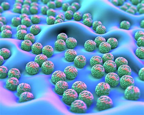 Superbug Bacteria Photograph By Science Artwork Pixels