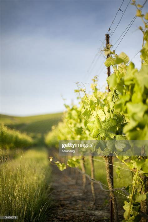 Grape Vines And Grass High Res Stock Photo Getty Images