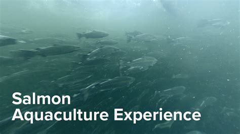 Naia Aquaculture Vr Experiences