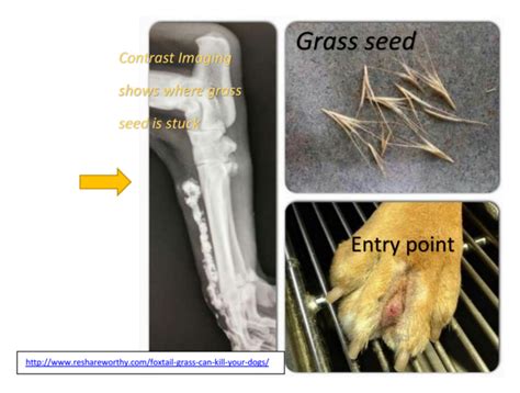 The Dangers Of Grass Seeds Polite Paws Dog Training