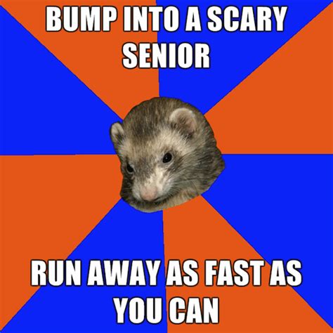 Other states have strict regulations about possessing, importing, selling, neutering and vaccinating ferrets. Freshman Ferret: Our 15 Favorite First-Year Follies | The ...