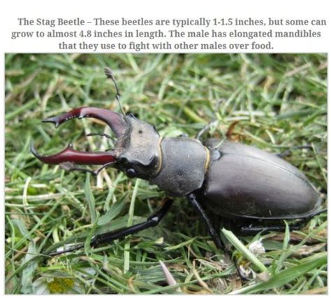 10 Largest Insects Funcage
