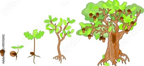 Tree Life Cycle Images Stock Photos Vectors Shutterstock My Xxx Hot Girl