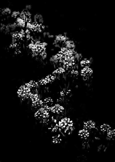 Backyard Flowers In Black And White 33 By Thelearningcurve