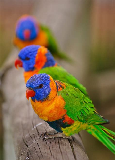 Rainbow Lorikeets By Roger Smith Redbubble