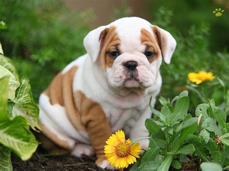 The biggest bulldog fan of all the celebrities must be the cuban singer gloria estefan, who owns no less. 10 Reasons Why You Should Never Own English Bulldogs