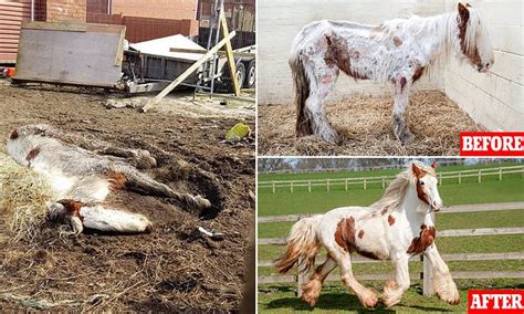 Pony Thought To Be Dead Is Rescued And Restored To Health Daily Mail