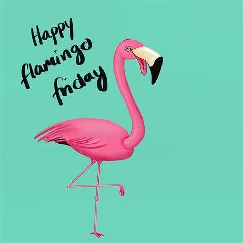 Pin On Flamingo