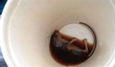 Man Finds Dead Mouse In Mcdonalds Coffee Cup