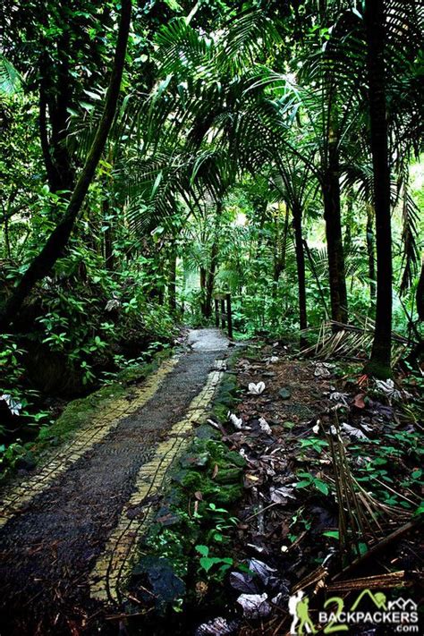 Things To Do In El Yunque National Forest El Yunque National Forest