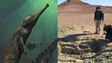 Scientists Discover Extinct 30 Foot Mega Crocodile On Edge Of Sahara