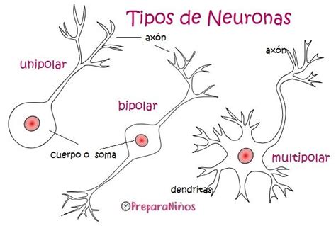 La Neurona Tipos Neuronas Sistema Nervioso Humano Sistema Nervioso