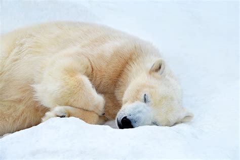 10 Animals Of The North Pole