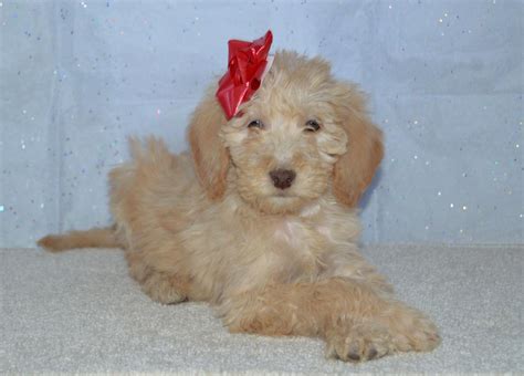 Australian labradoodle tillerylabradoodles bindi from australian labradoodle puppies for sale. Labradoodle Puppies For Sale | Philadelphia, PA #270094