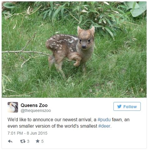 Worlds Smallest Deer Born In The Us Agrilandie