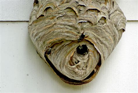Nest of european hornets (vespa crabro). European Hornets in North Carolina and Beyond - The Grey Area News