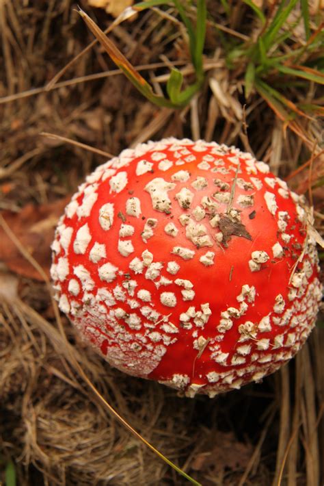 Amanita Muscaria X Found In Centovalli Ticino Switzerlan Marcel