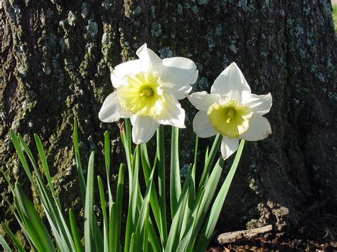 Check spelling or type a new query. PLANTanswers: Plant Answers > 12 Months of Watersaver ...