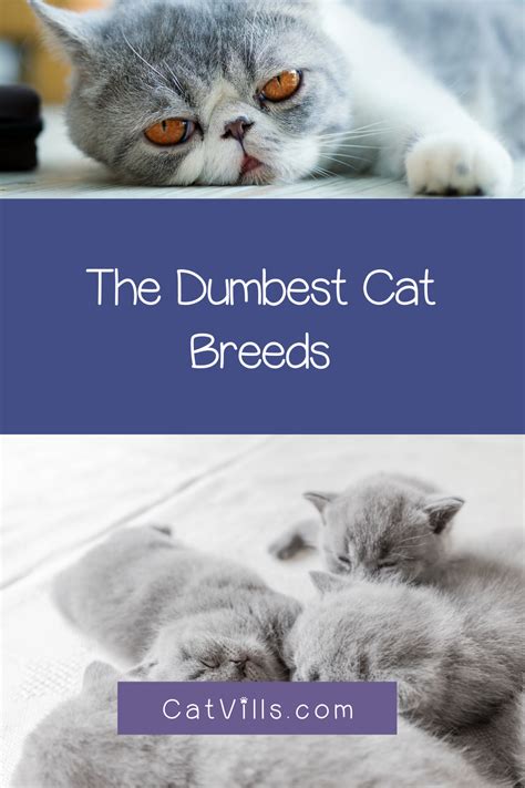 6 Dumbest Cat Breeds According To Humans Dumb Cats Cat Breeds Cats