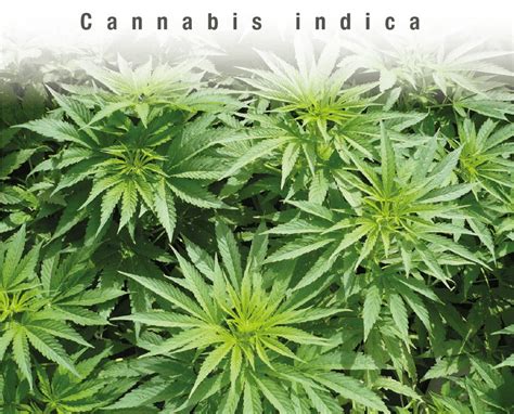 Cannabis Indica Seeds Chile