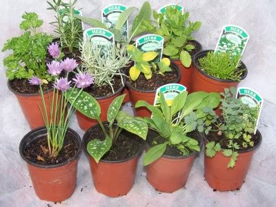 Click on image to enlarge. Herb plants for sale including many of the more unusual ...