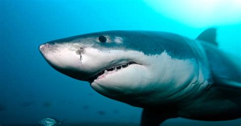 Sharks Are Colour Blind New Study Finds Australian Geographic