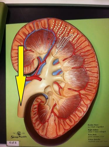 Kidney Anatomy Flashcards Quizlet