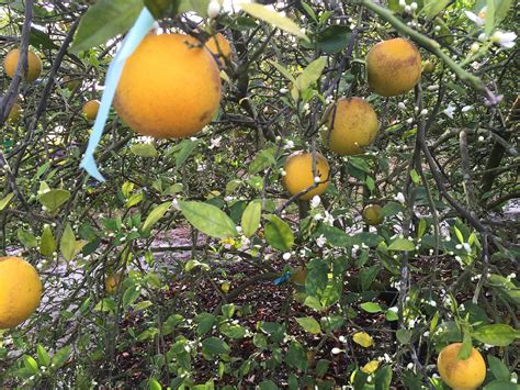Wsu Grant Will Help Fight Devastating Citrus Disease Wsu Insider