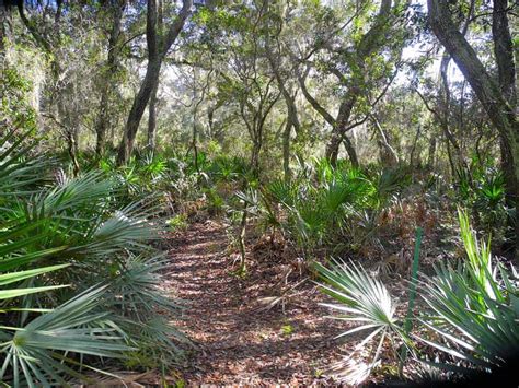 Quiet Time Escape To Lonely Lake George State Forest Florida Rambler