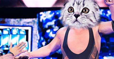 Wwe Wrestlers With Cat Heads Album On Imgur