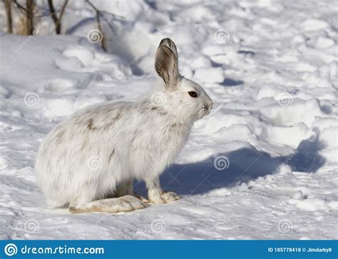 A White Snowshoe Hare Or Varying Hare Sitting In The Snow In Winter In