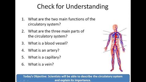 human body unit lesson   circulatory system youtube