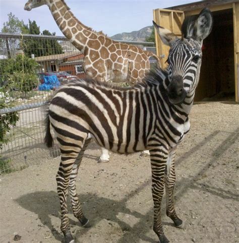 exotic animals for rent for party or event or movie production