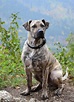 Perro Cimarron Dog Breed Information, Images, Characteristics, Health