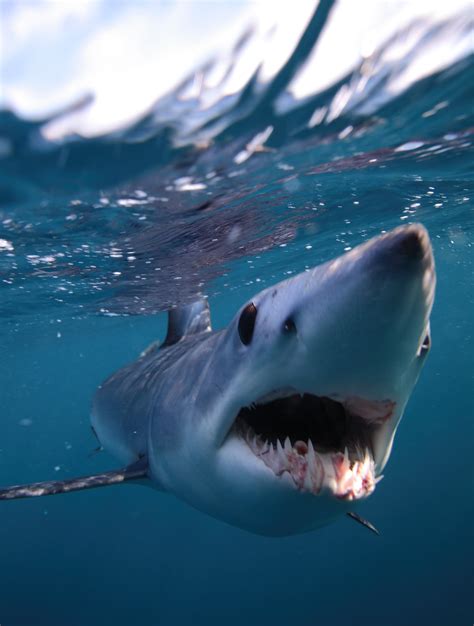 10 Fierce Facts About Mako Sharks Omgfire
