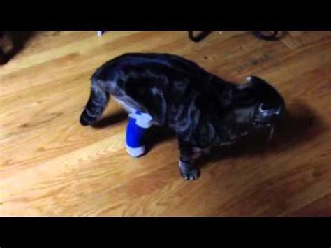 We don't have the money to take him to the vet, so could this be a sprain or break? Cat with broken leg - YouTube