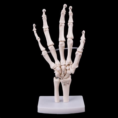 Hand Skeletal System