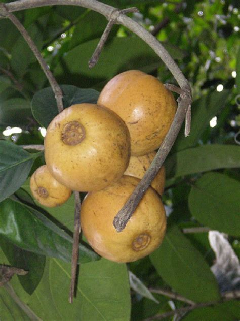 Polynesian Produce Stand Giant Needleflower Monkey Apple Posoqueria