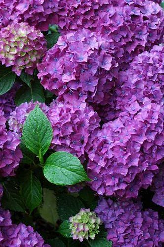 Purple Hydrangea Hydrangea Purple Beautiful Flowers Purple Garden
