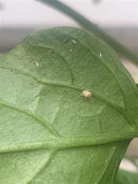 What Are These Bugs On My Pepper Plants Gardening