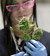 Jobs In The Marijuana Field Images