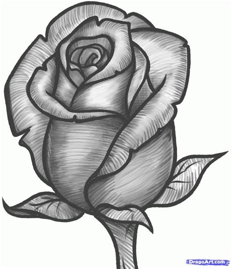Rose Sketch Roses Drawing Flower Sketches