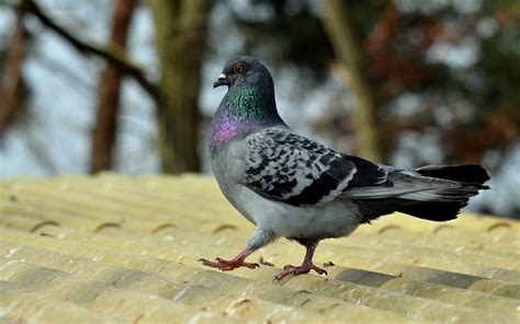 Pigeon Wallpaper And Background 1680x1050 Id454158